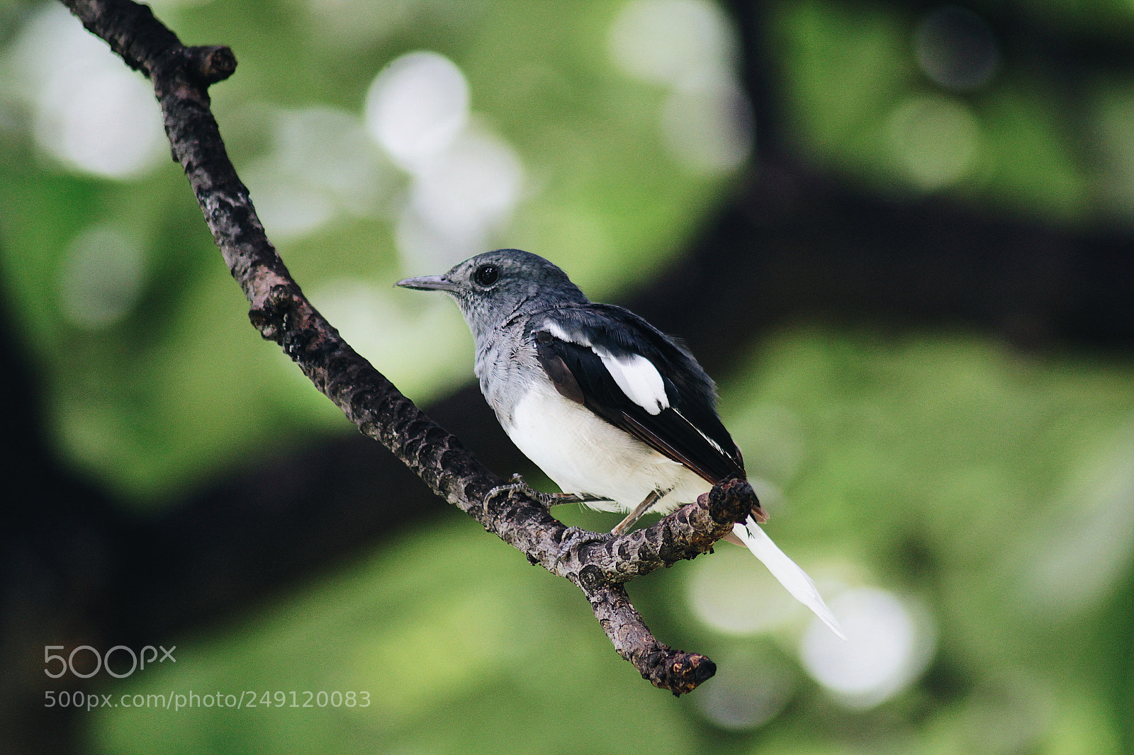 Canon EOS 60D sample photo. Untitled photography