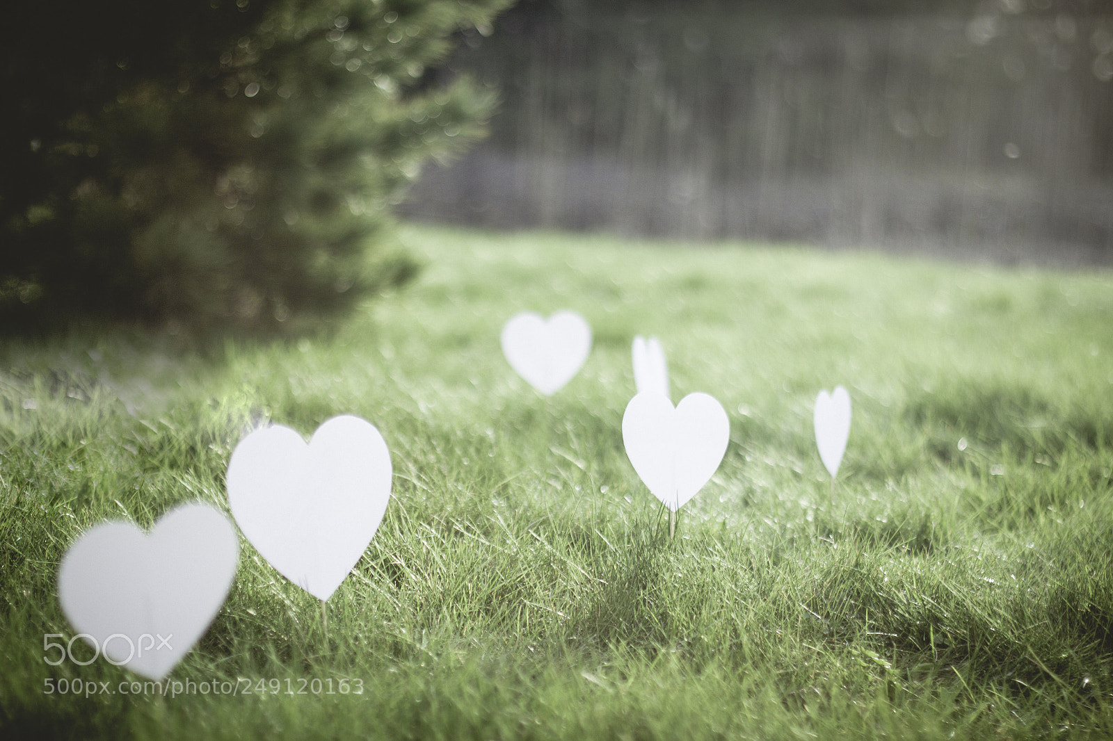 Canon EOS 60D sample photo. <3 photography