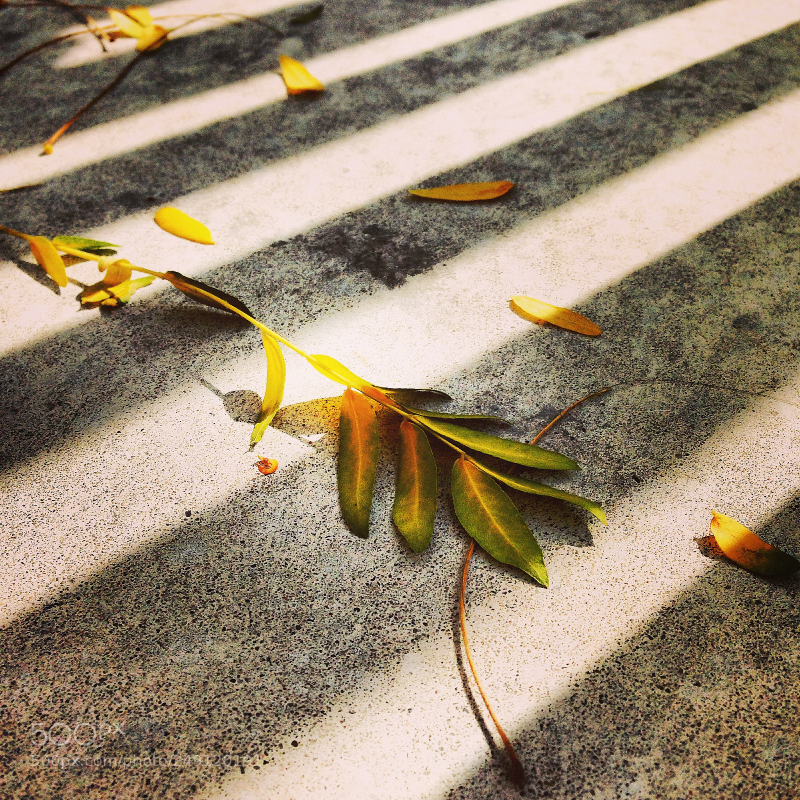 Apple iPhone 5c sample photo. Img photography