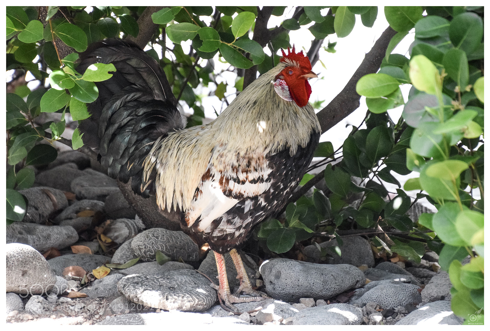 Nikon D3300 sample photo. The rooster photography