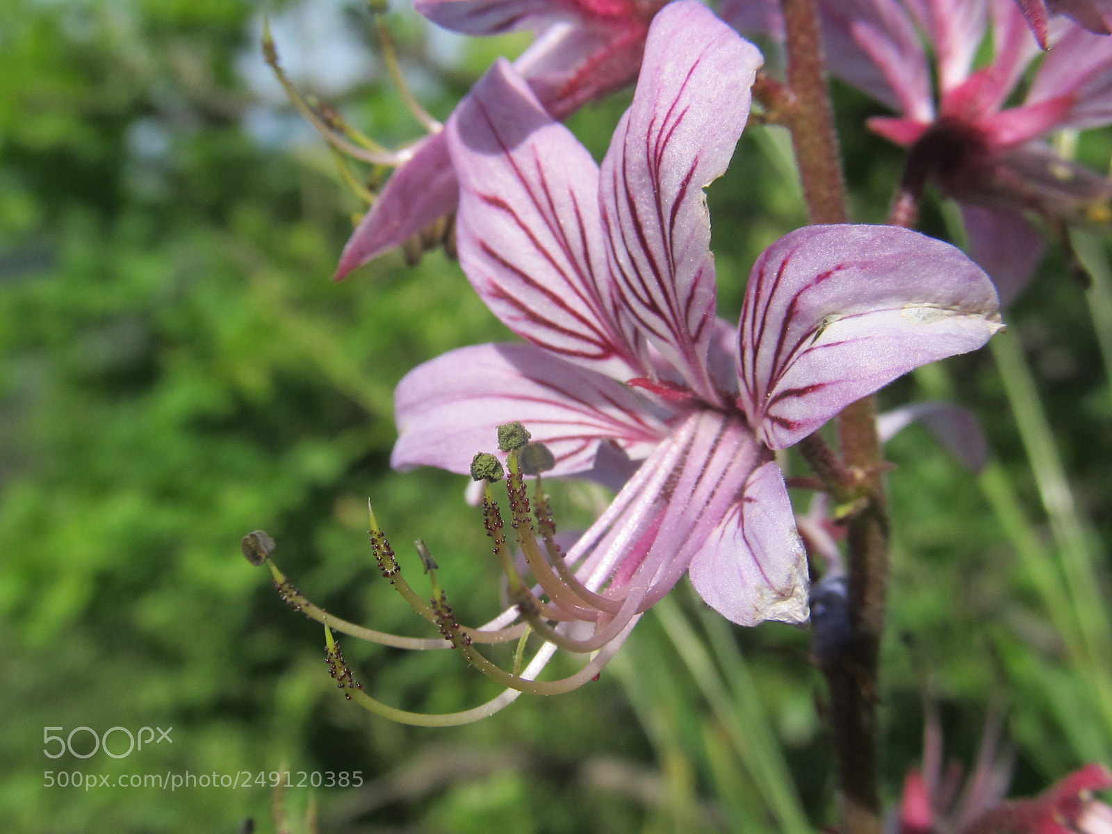 Canon PowerShot SX130 IS sample photo. Img photography