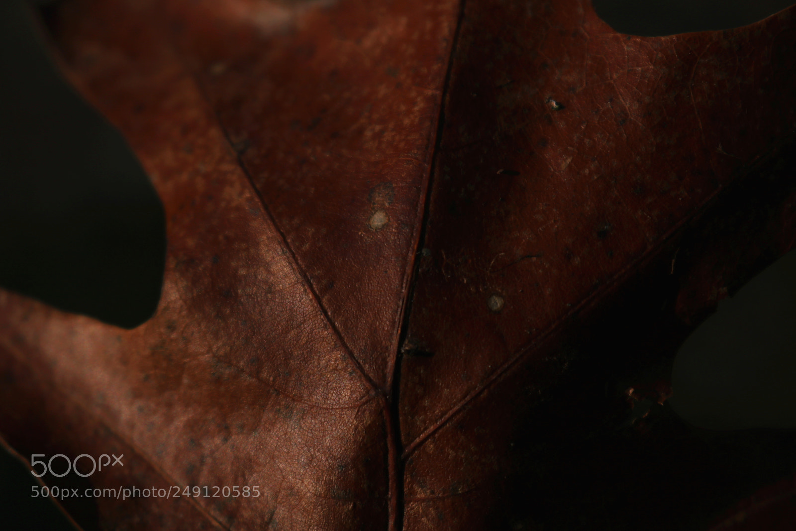 Canon EOS 750D (EOS Rebel T6i / EOS Kiss X8i) sample photo. Leaf photography