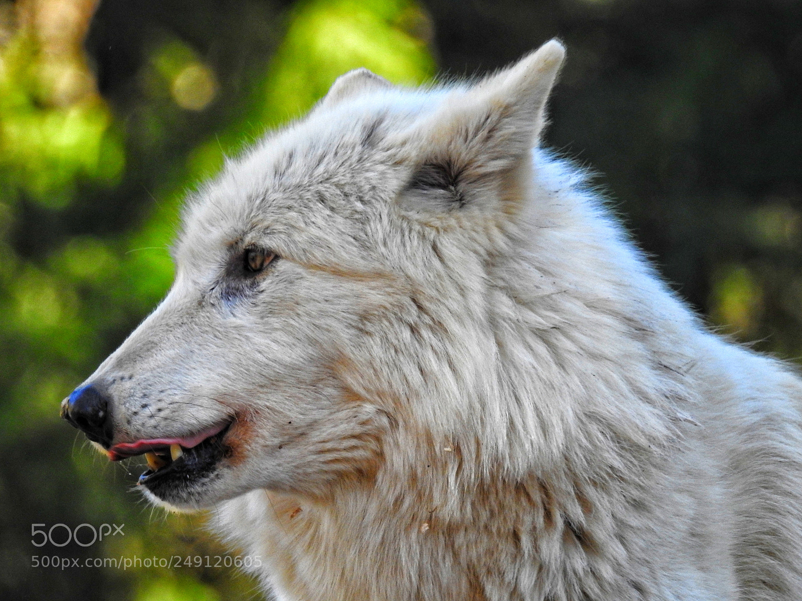 Nikon Coolpix P900 sample photo. Wolf portrait photography