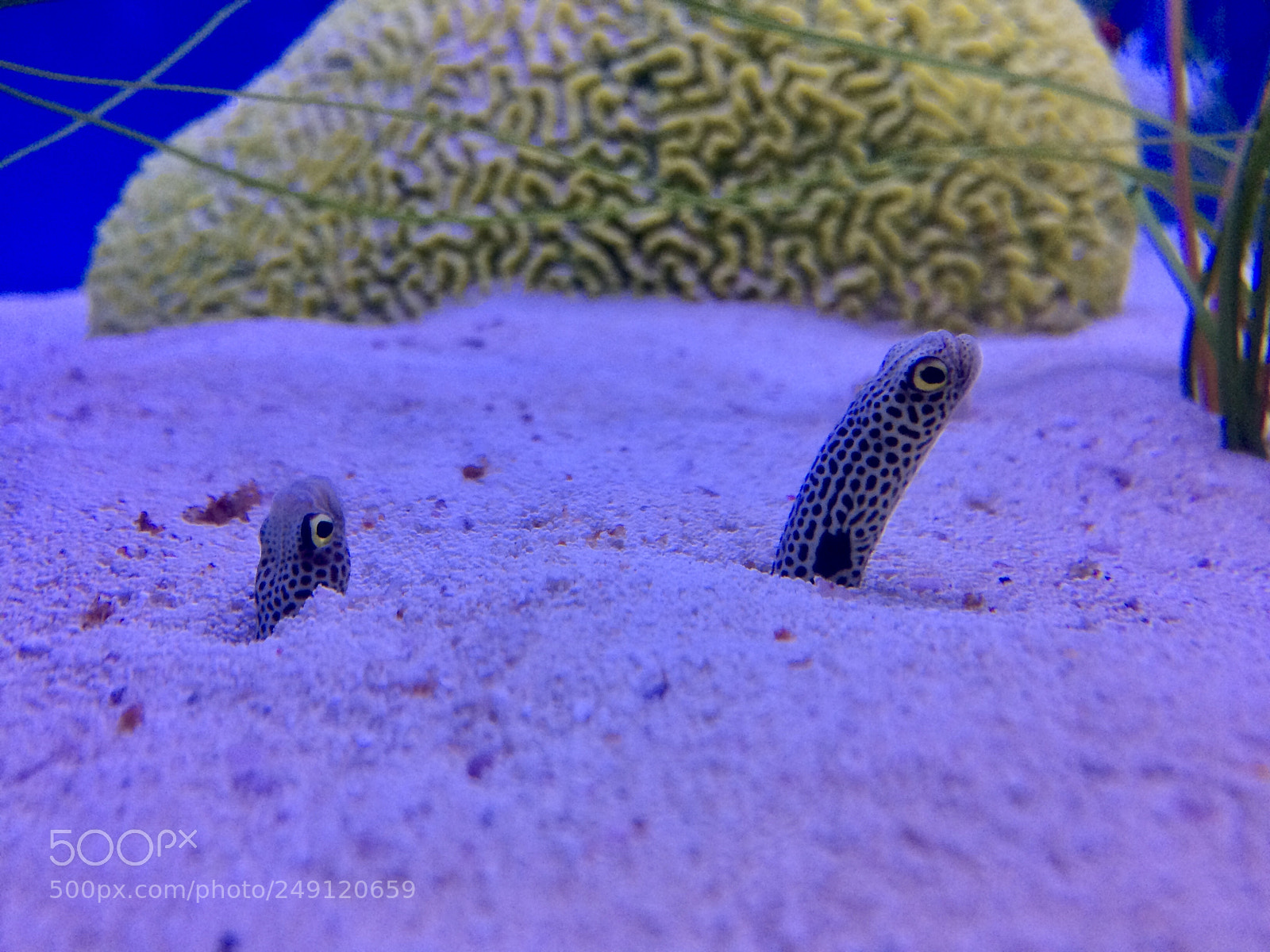 Apple iPhone 5s sample photo. Sand eel photography