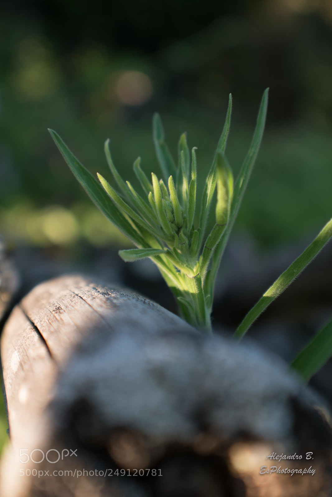Nikon D5500 sample photo. Flower in the tree photography