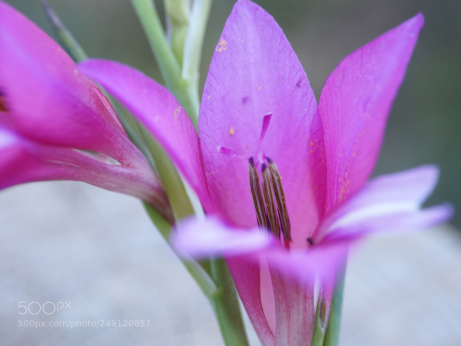Olympus OM-D E-M5 II sample photo. Macro#21 photography