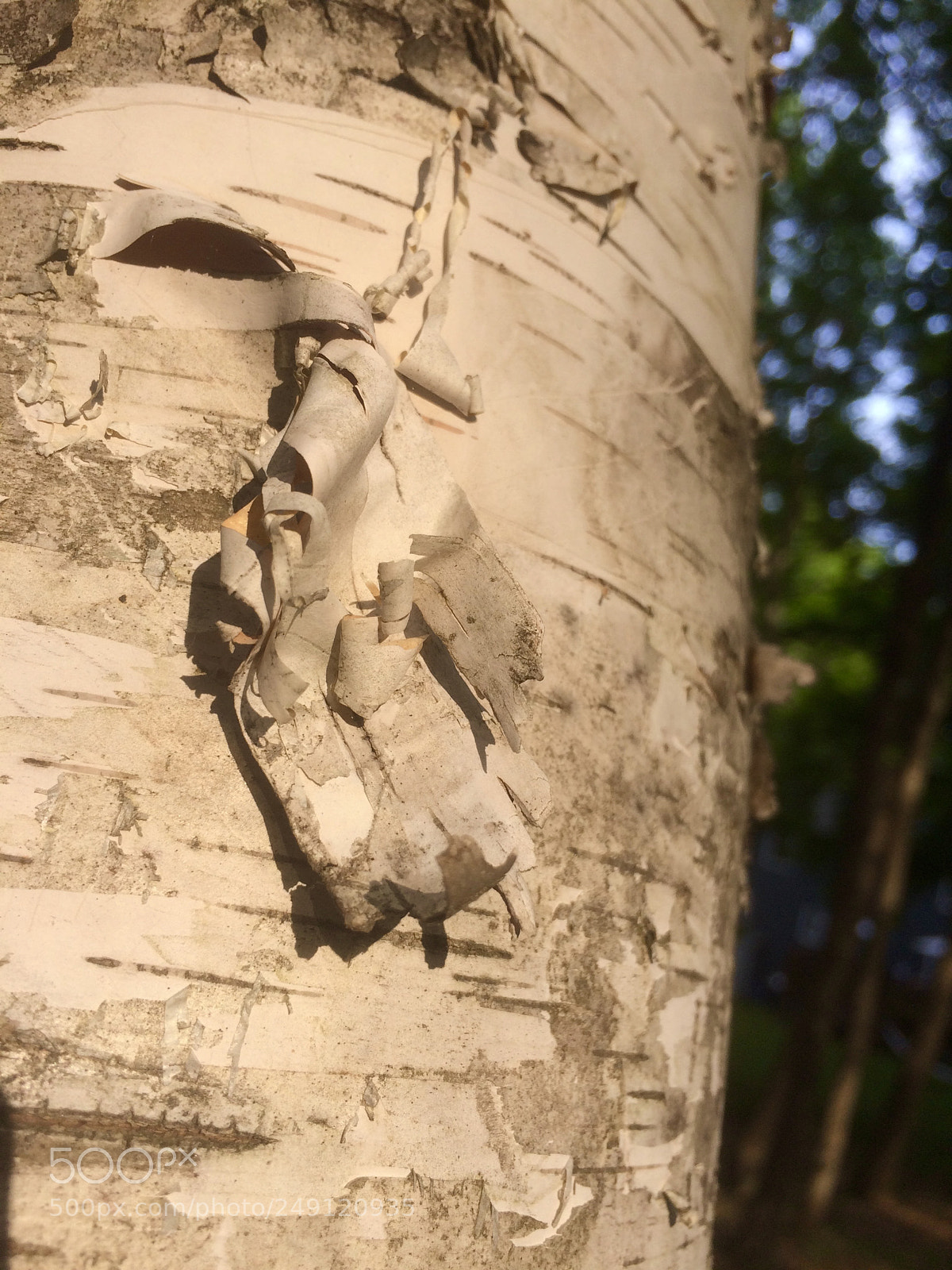Apple iPhone 5s sample photo. Birch photography