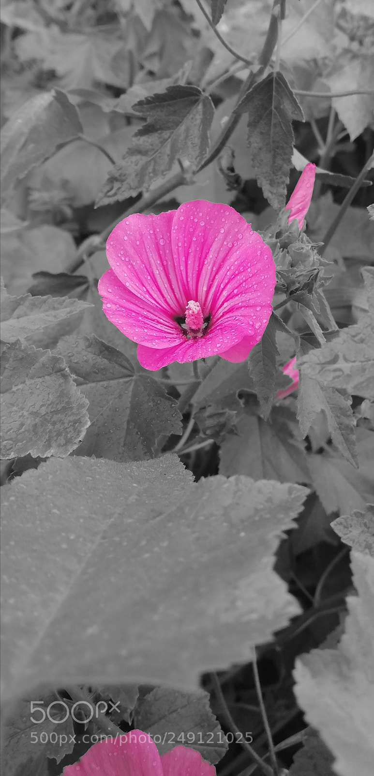HUAWEI Mate 10 Lite sample photo. Roze photography