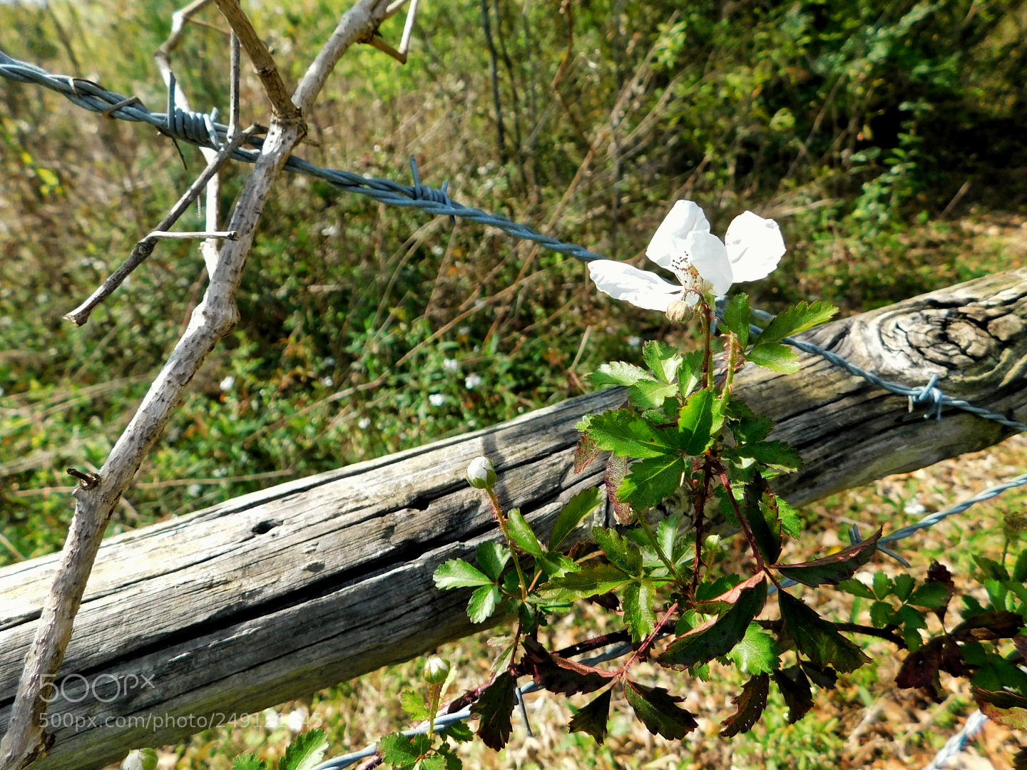 Nikon Coolpix B500 sample photo. Barbed wire bloom photography
