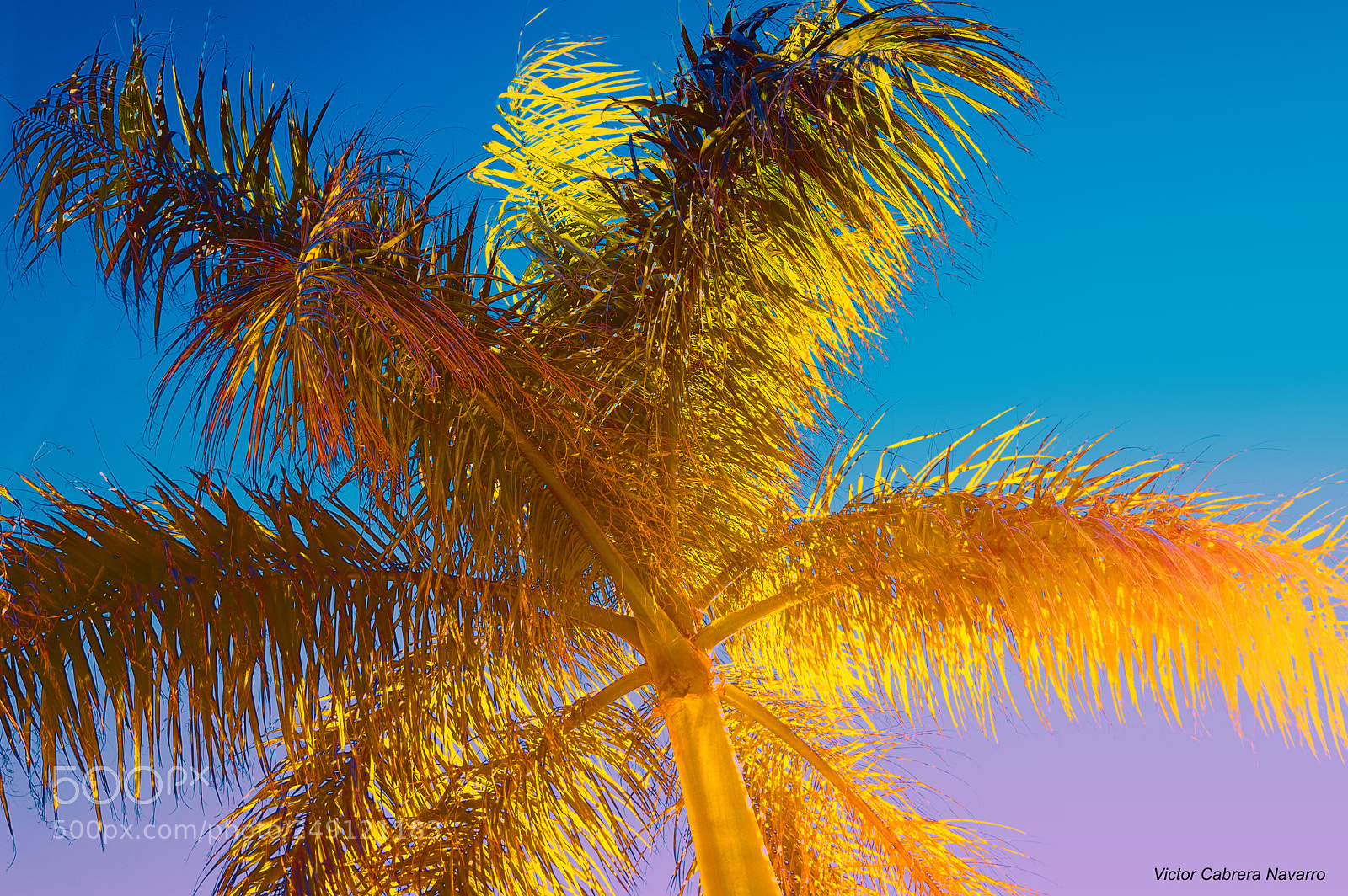Nikon D3200 sample photo. Palmera photography
