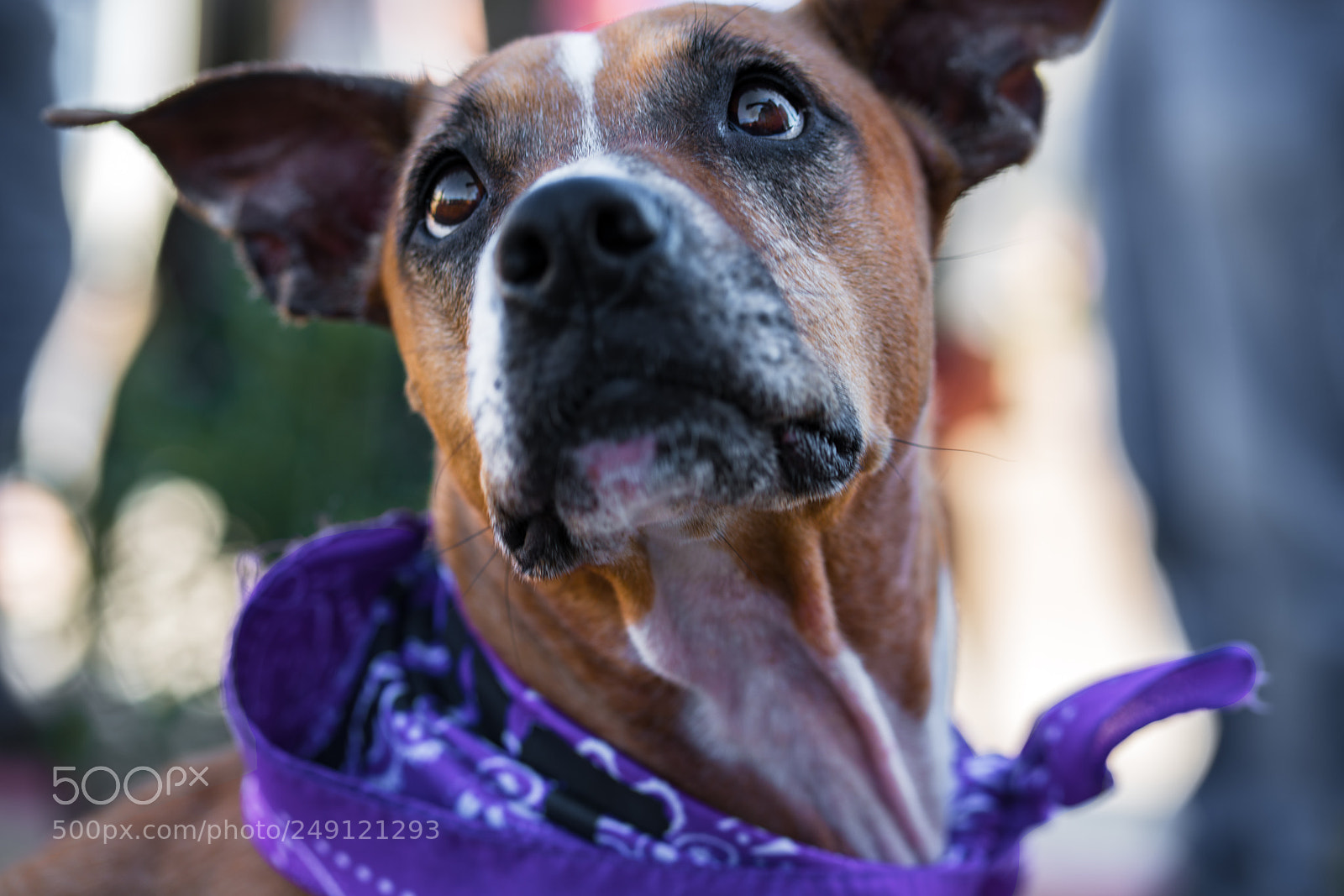 Sony a7R II sample photo. Surprised photography