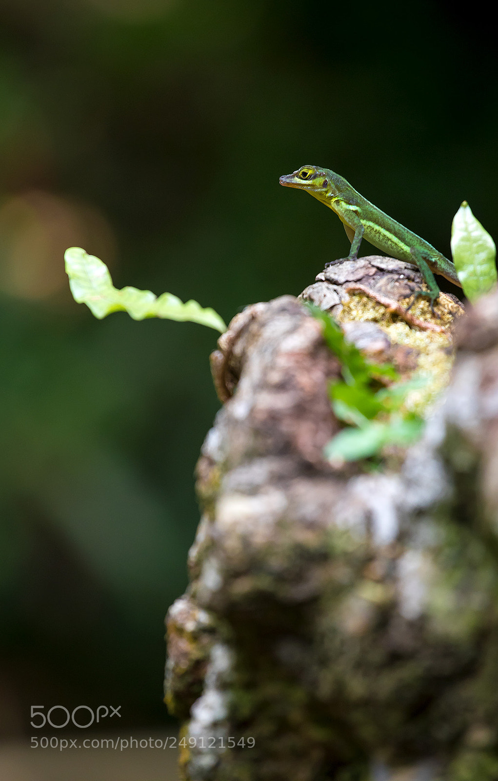 Canon EOS 5D Mark IV sample photo. On the lookout photography