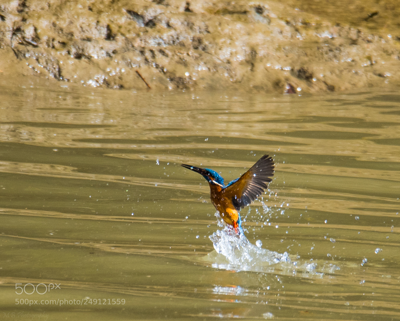 Nikon D5 sample photo. The kingfisher photography