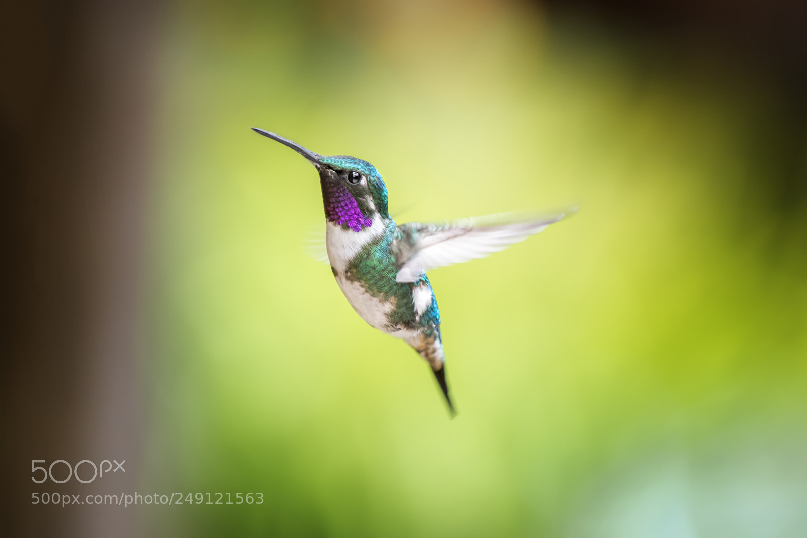 Nikon D3300 sample photo. White-bellied woodstar. photography