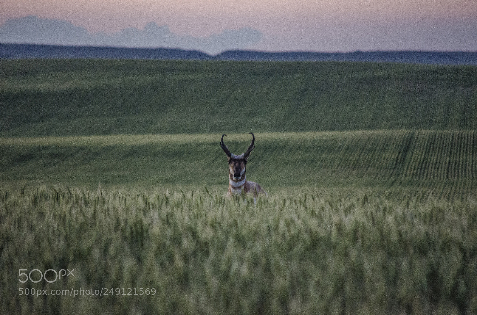 Nikon D5100 sample photo. Antelope photography