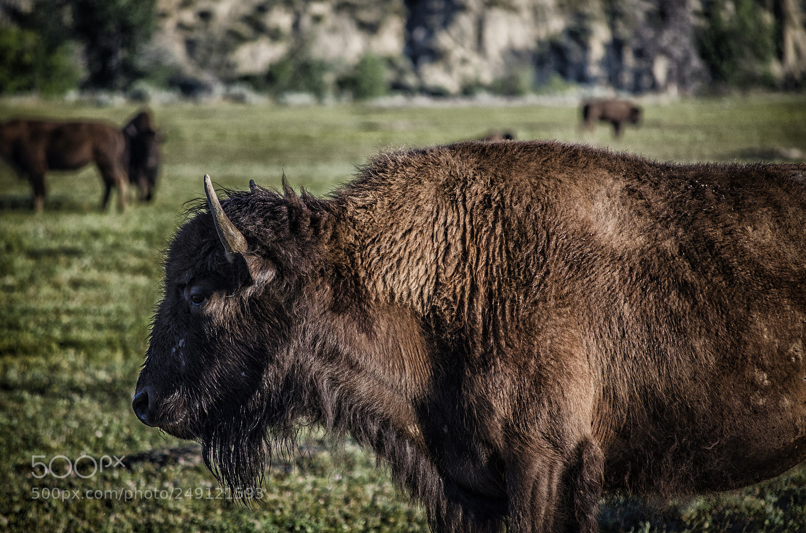 Nikon D5100 sample photo. Buffalo photography