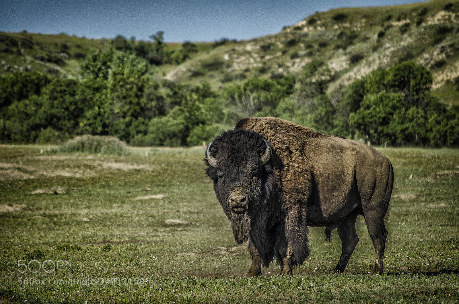 Nikon D5100 sample photo. American buffalo photography