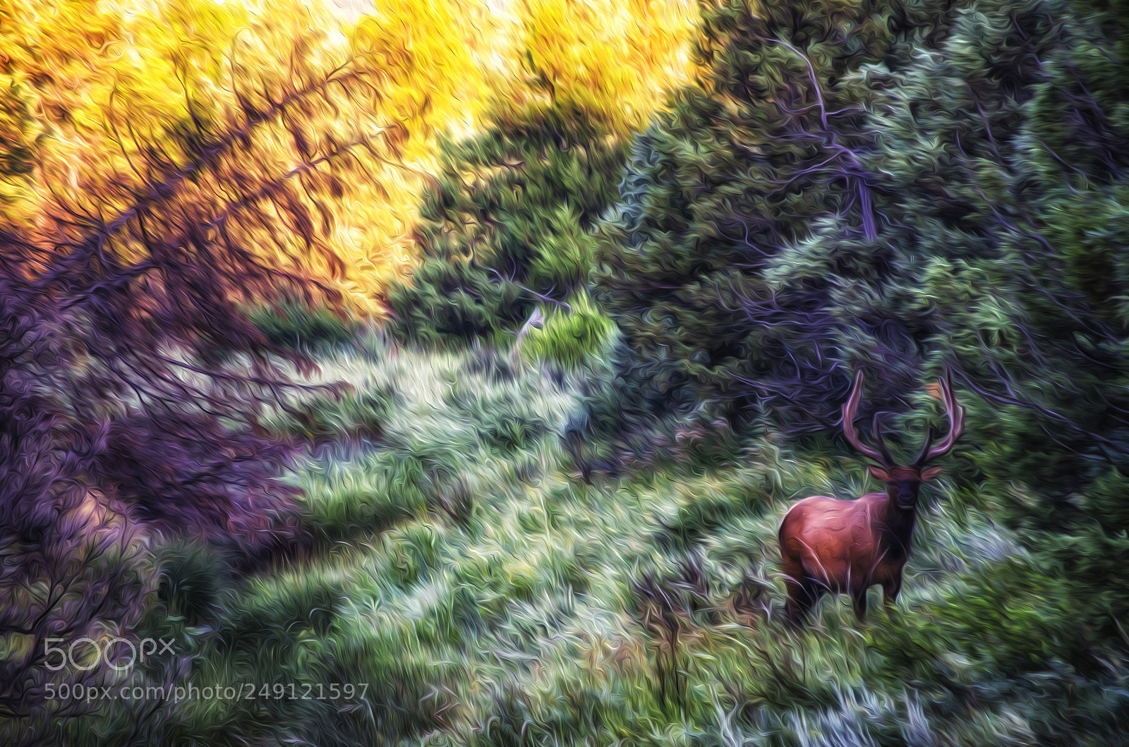 Nikon D5100 sample photo. Elk painting photography