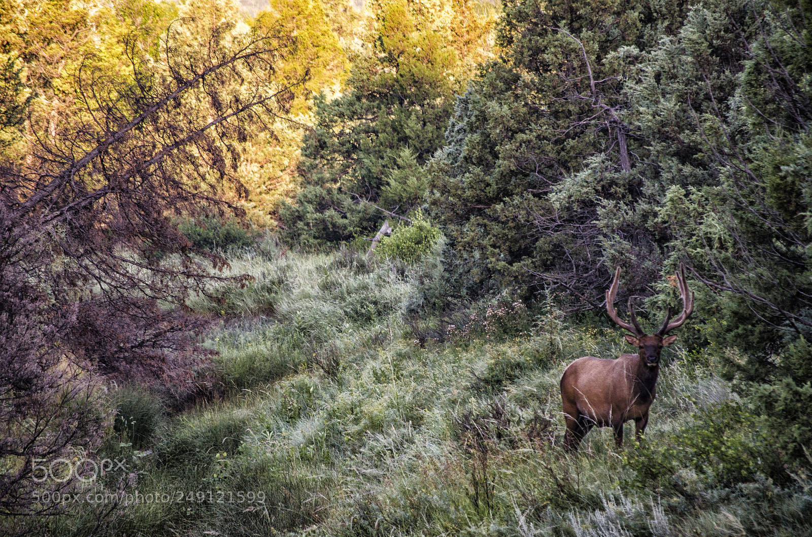 Nikon D5100 sample photo. Elk photography