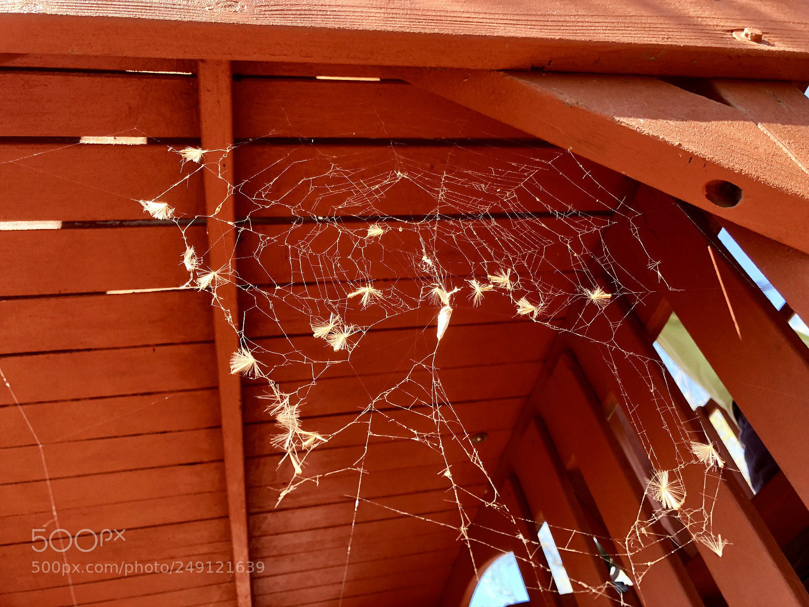 Apple iPhone X sample photo. Spider time photography