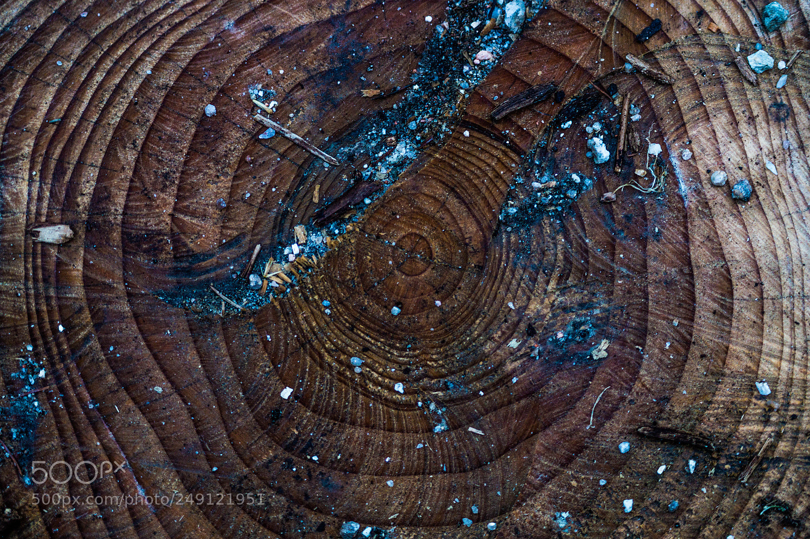 Sony SLT-A58 sample photo. Wood photography