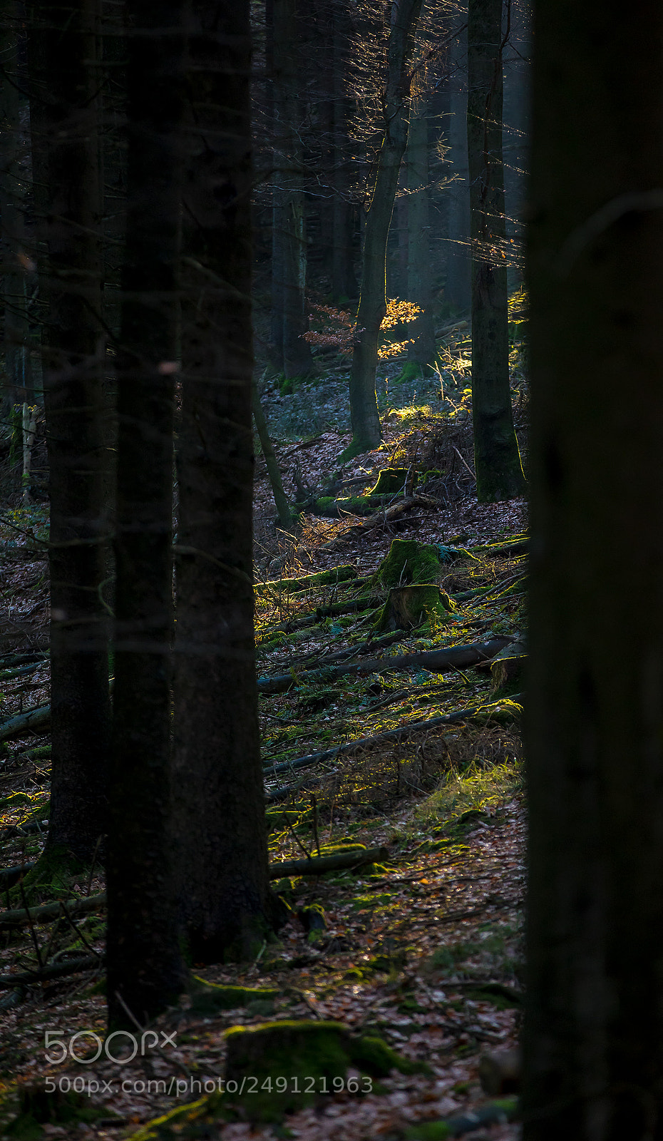 Canon EOS 5D Mark IV sample photo. In the woods photography
