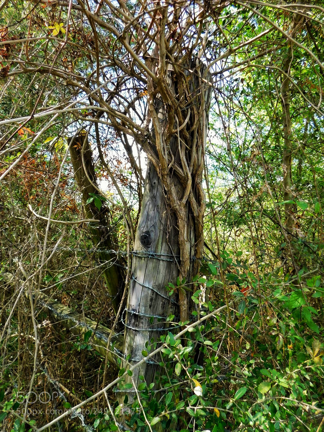 Nikon Coolpix B500 sample photo. Nature overtakes fence post photography