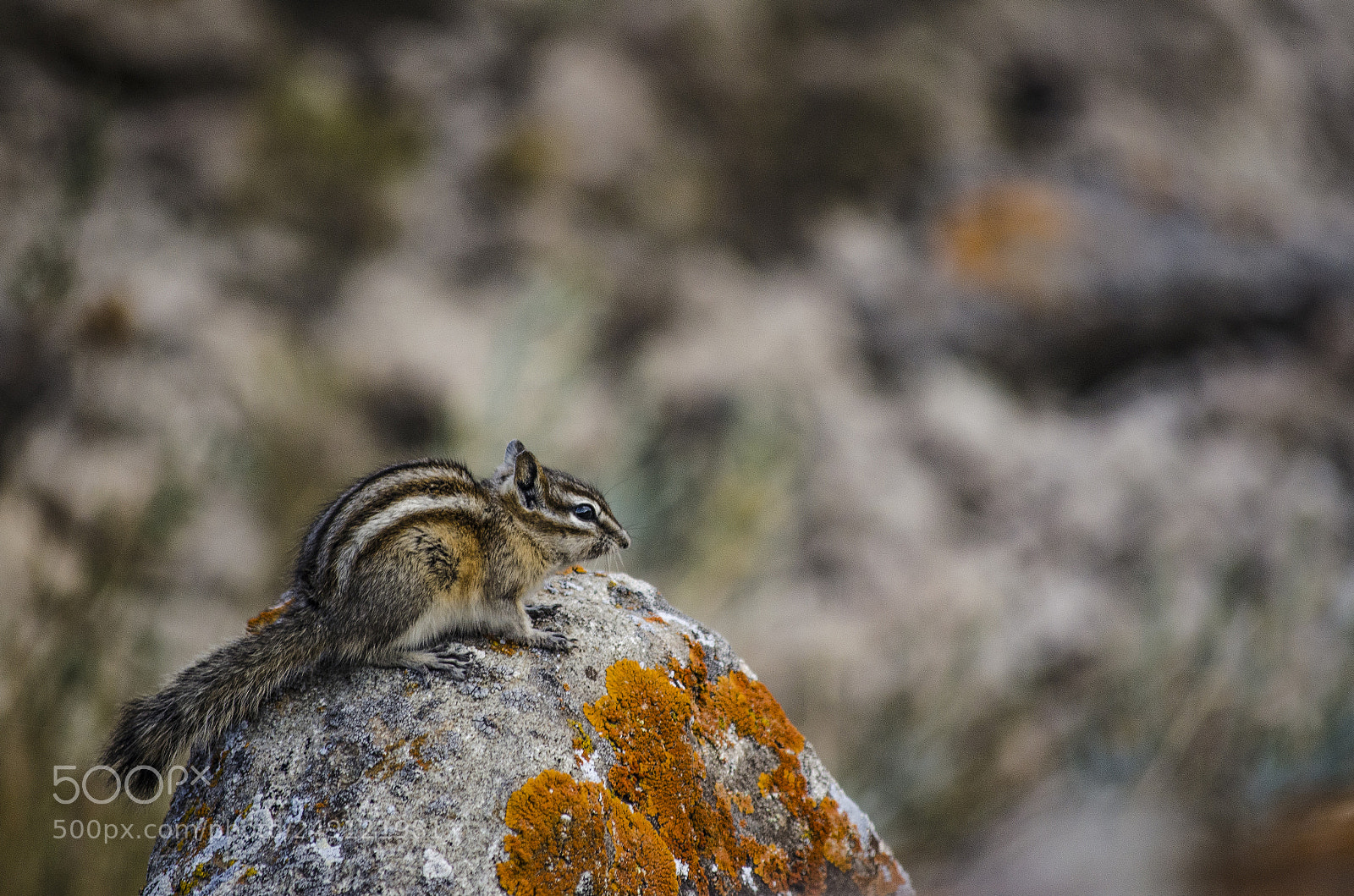 Nikon D5100 sample photo. Chipmunk photography