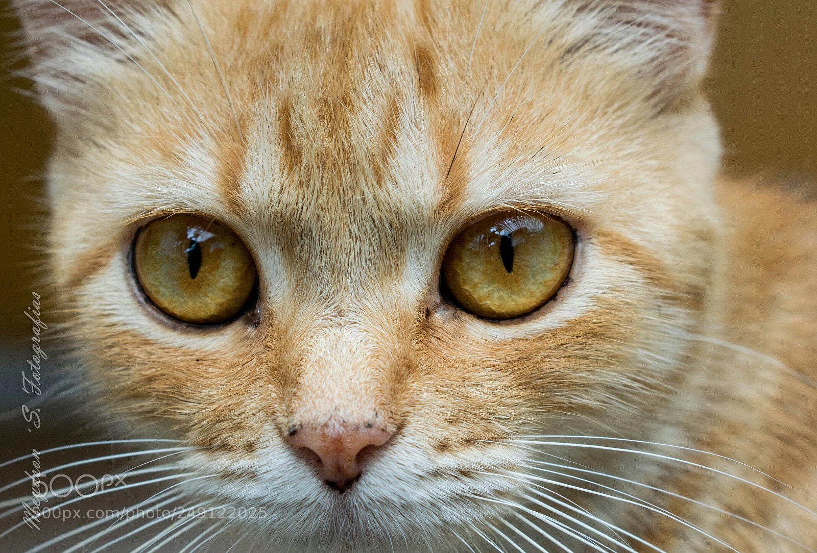 Nikon D5300 sample photo. Eyecat photography