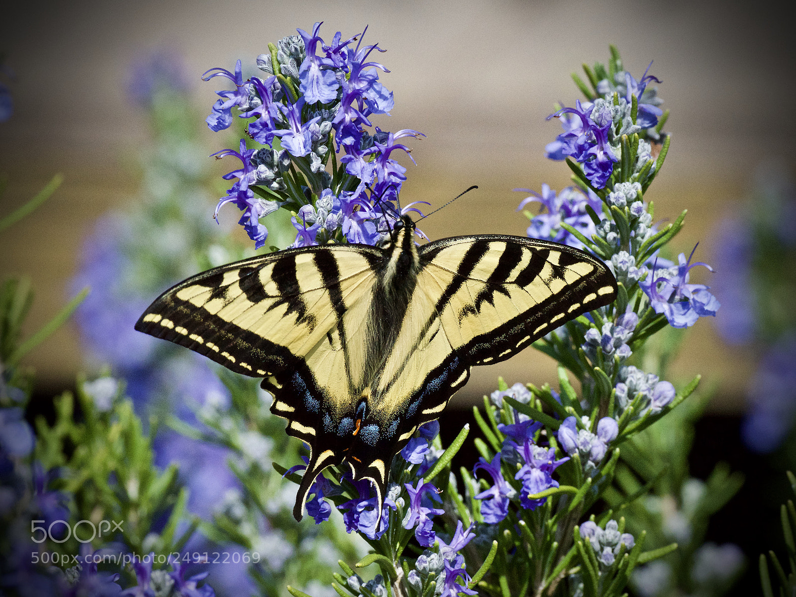 Nikon D810 sample photo. Western tiger swallowtail photography