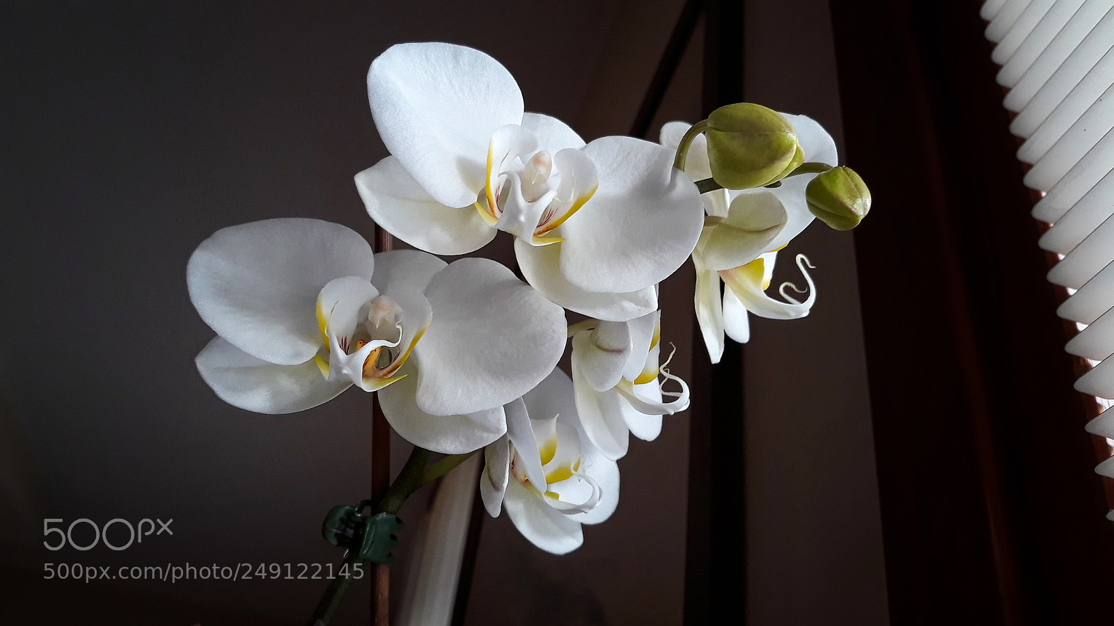 Samsung Galaxy J7 sample photo. Orchid & blinds photography