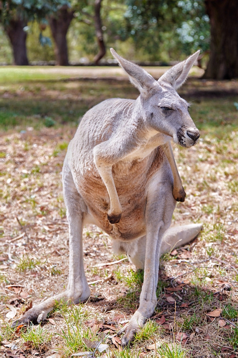 Sony a7R III sample photo. A funny face kangaroo photography