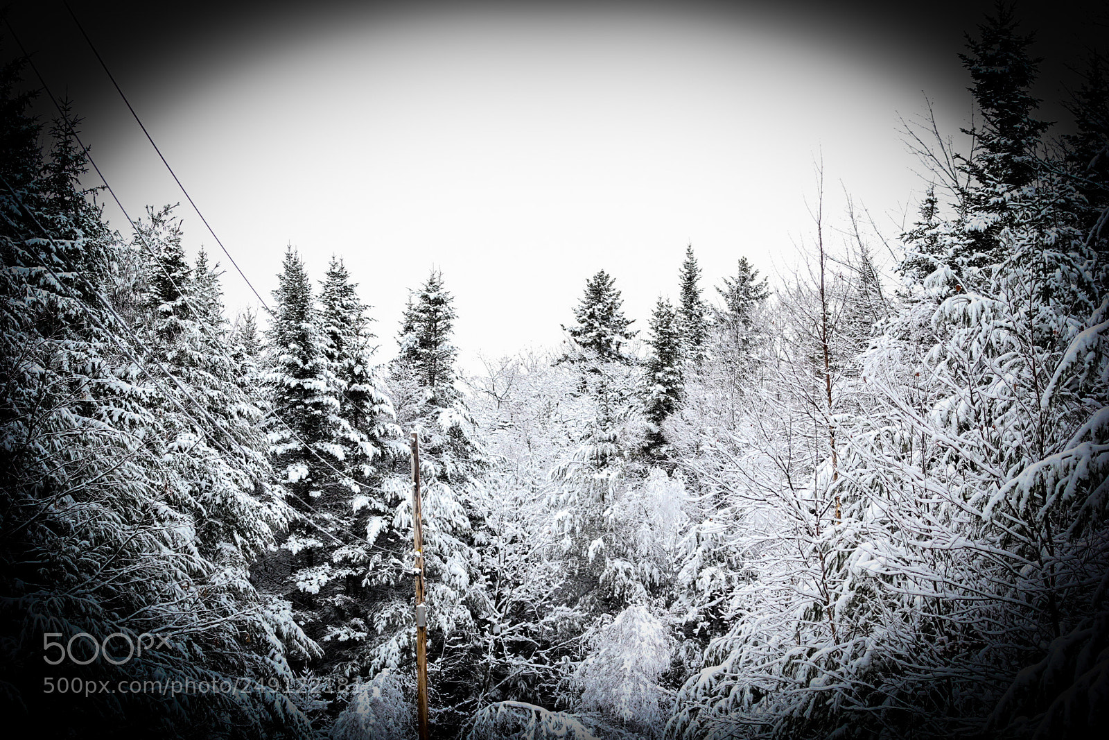 Canon EOS 60D sample photo. Snowy trees photography