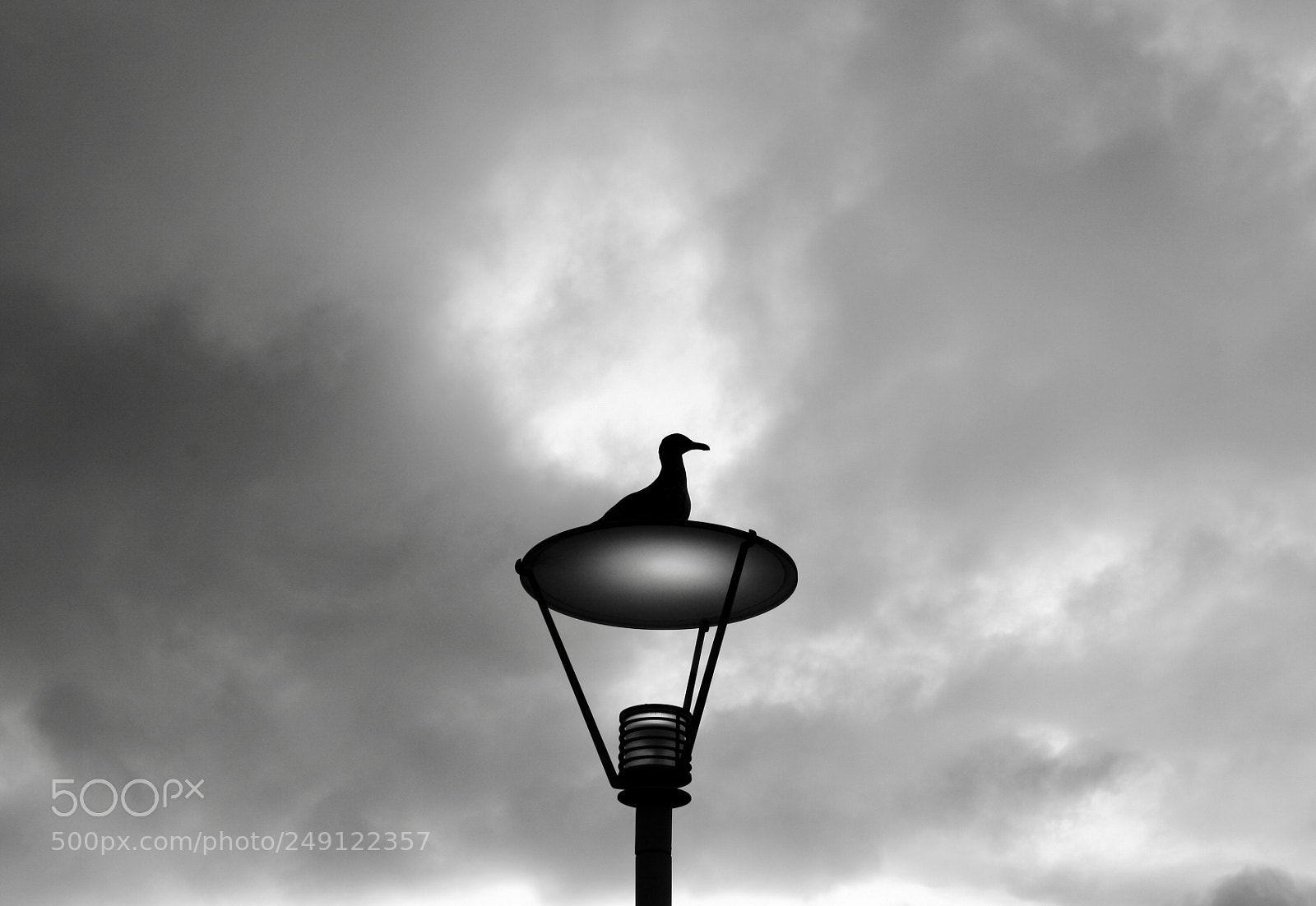 Canon EOS 20D sample photo. Seagull at dusk photography