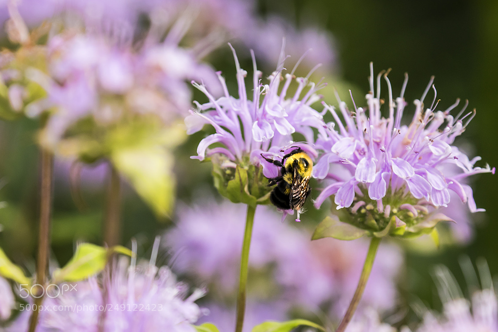 Canon EOS 80D sample photo. Bee photography