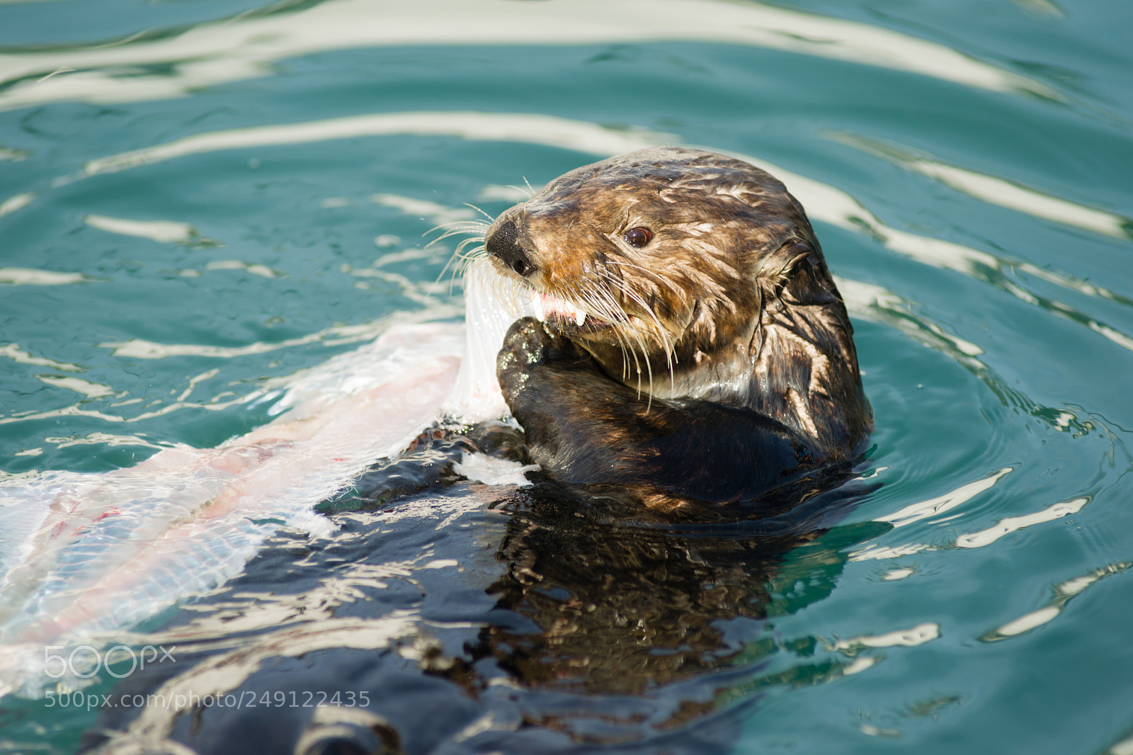 Sony Alpha DSLR-A850 sample photo. Wild sea otter eats photography