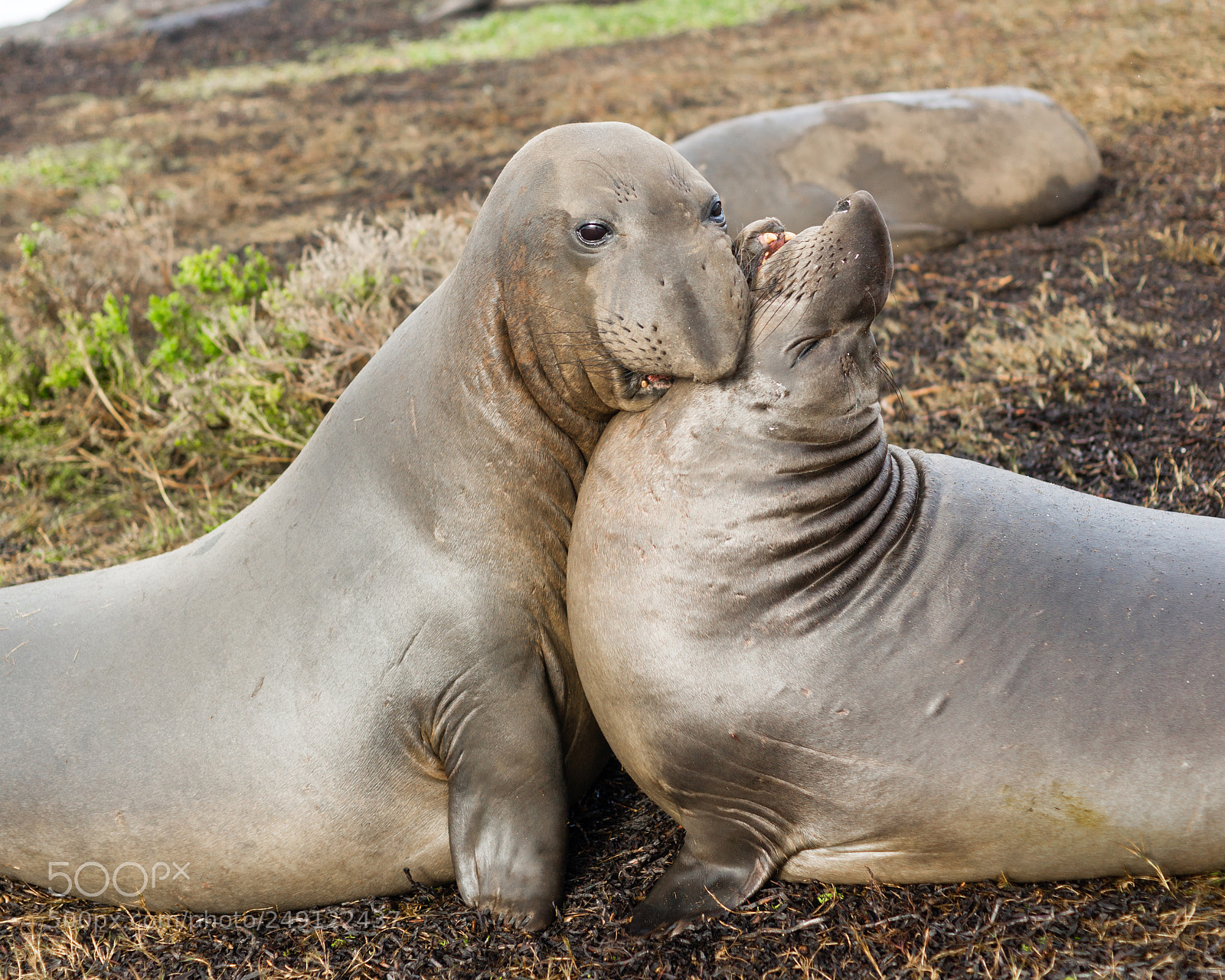 Sony Alpha DSLR-A850 sample photo. Elephant seals wild mammals photography