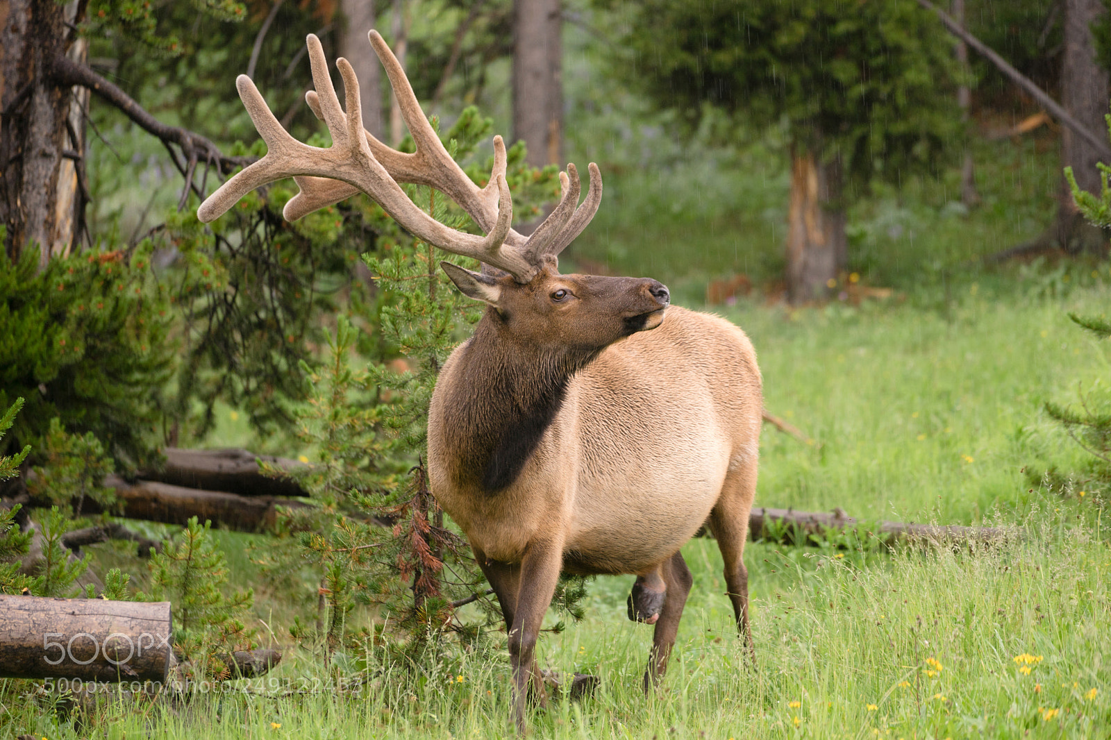 Sony a7 sample photo. Large bull elk western photography