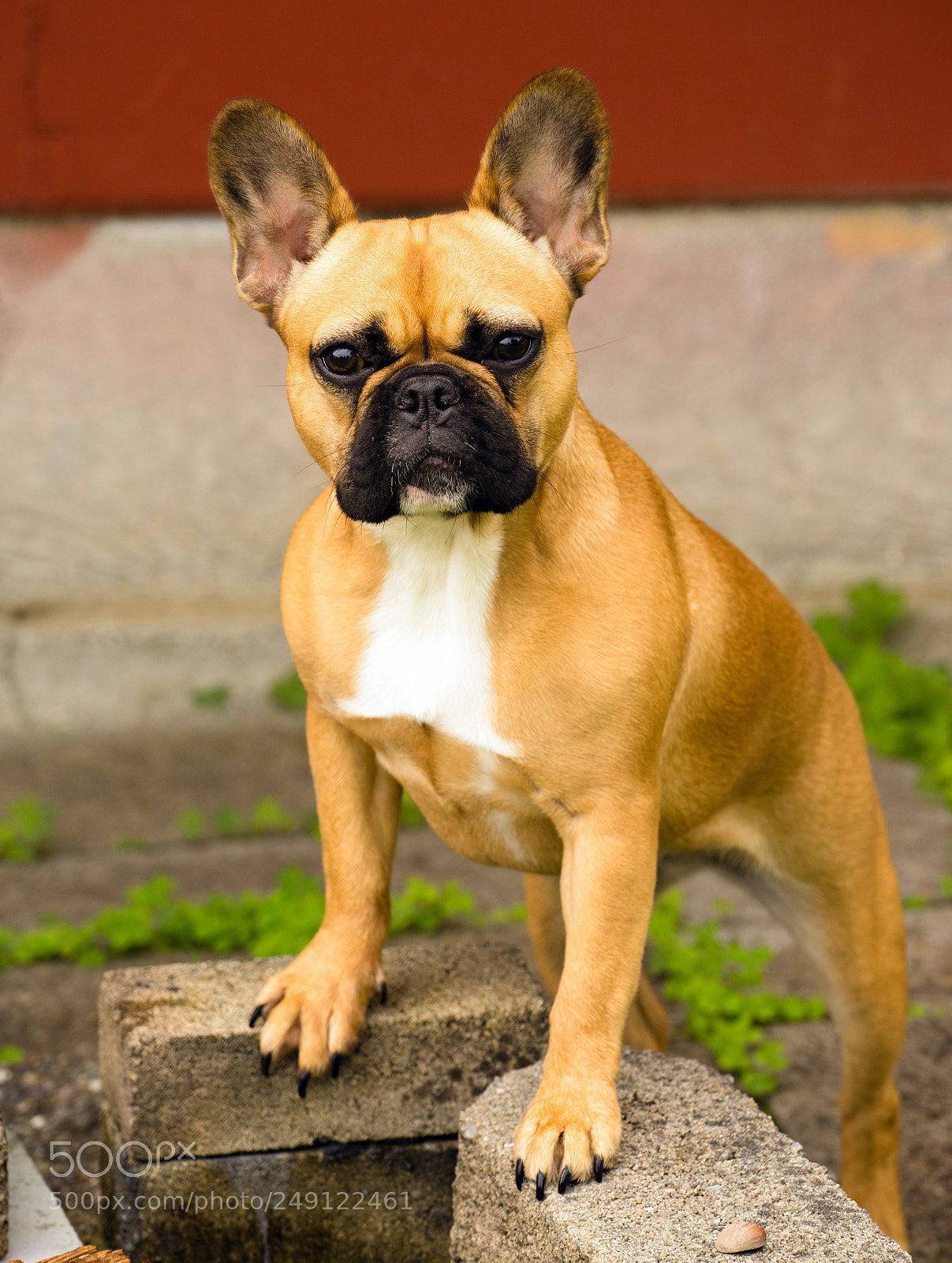 Sony a7 sample photo. French bulldog pure breed photography