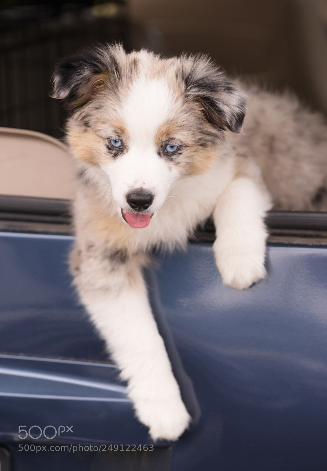 Sony a7 sample photo. Purebred australian shepherd puppy photography