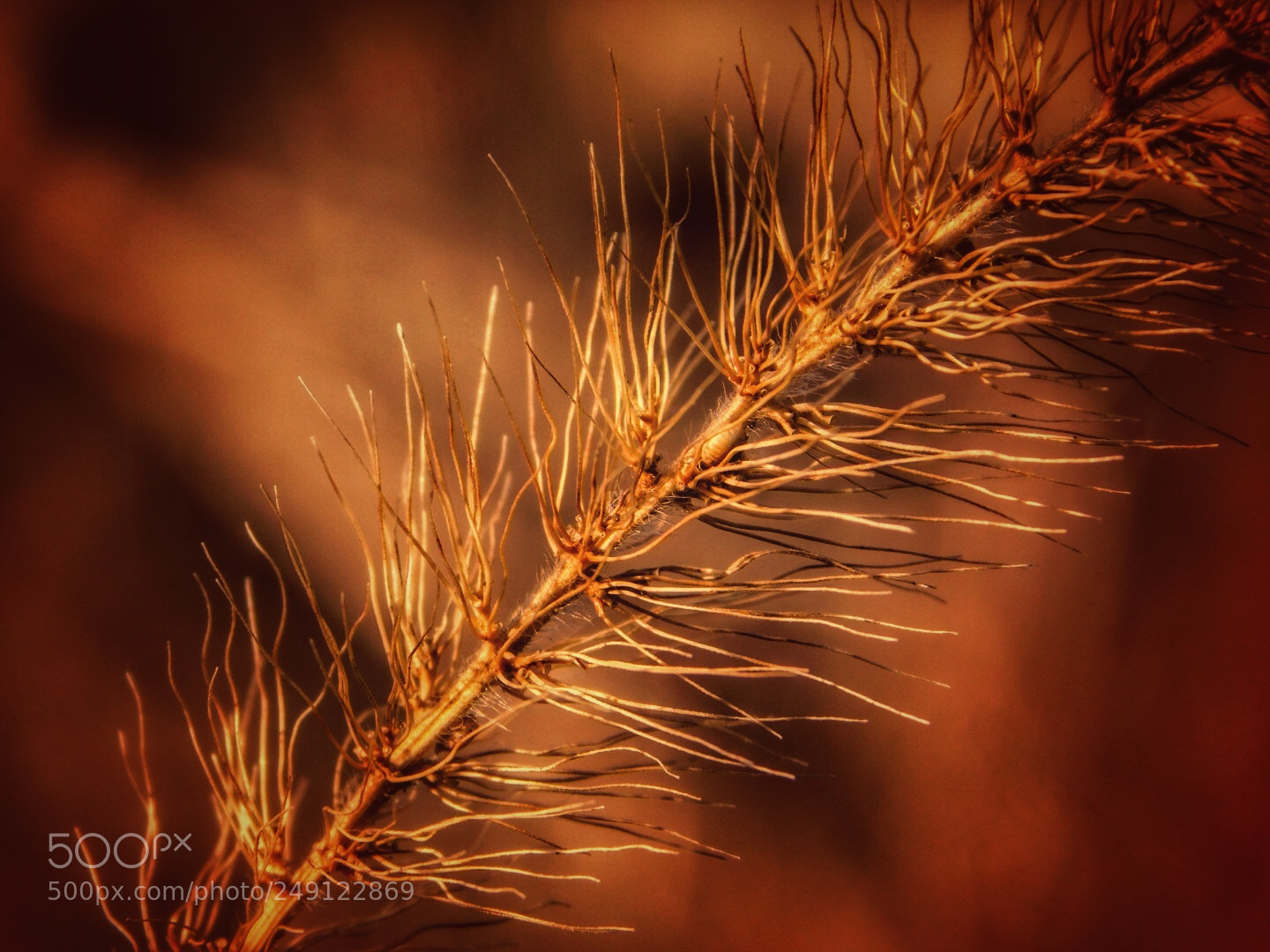 Nikon Coolpix B500 sample photo. “burning bush” photography