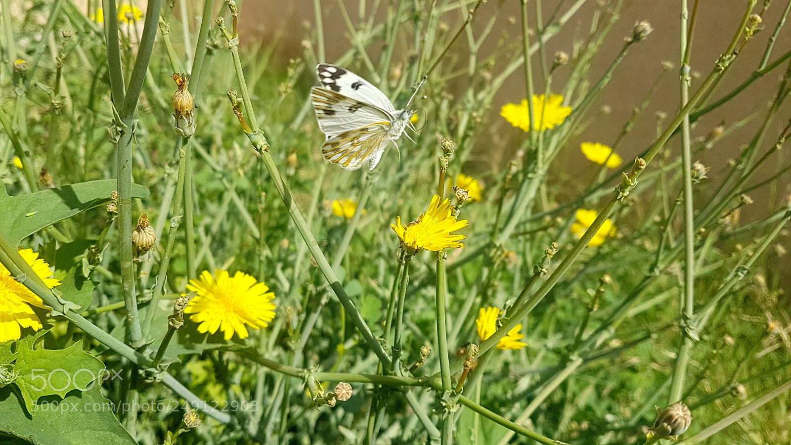 Samsung Galaxy S7 sample photo. Untitled photography