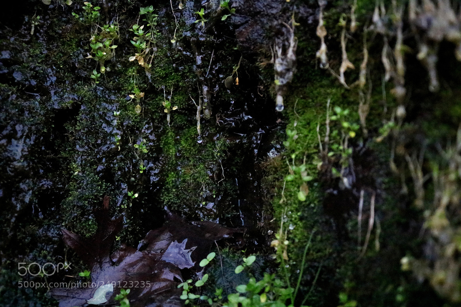 Canon EOS 750D (EOS Rebel T6i / EOS Kiss X8i) sample photo. Droplet photography