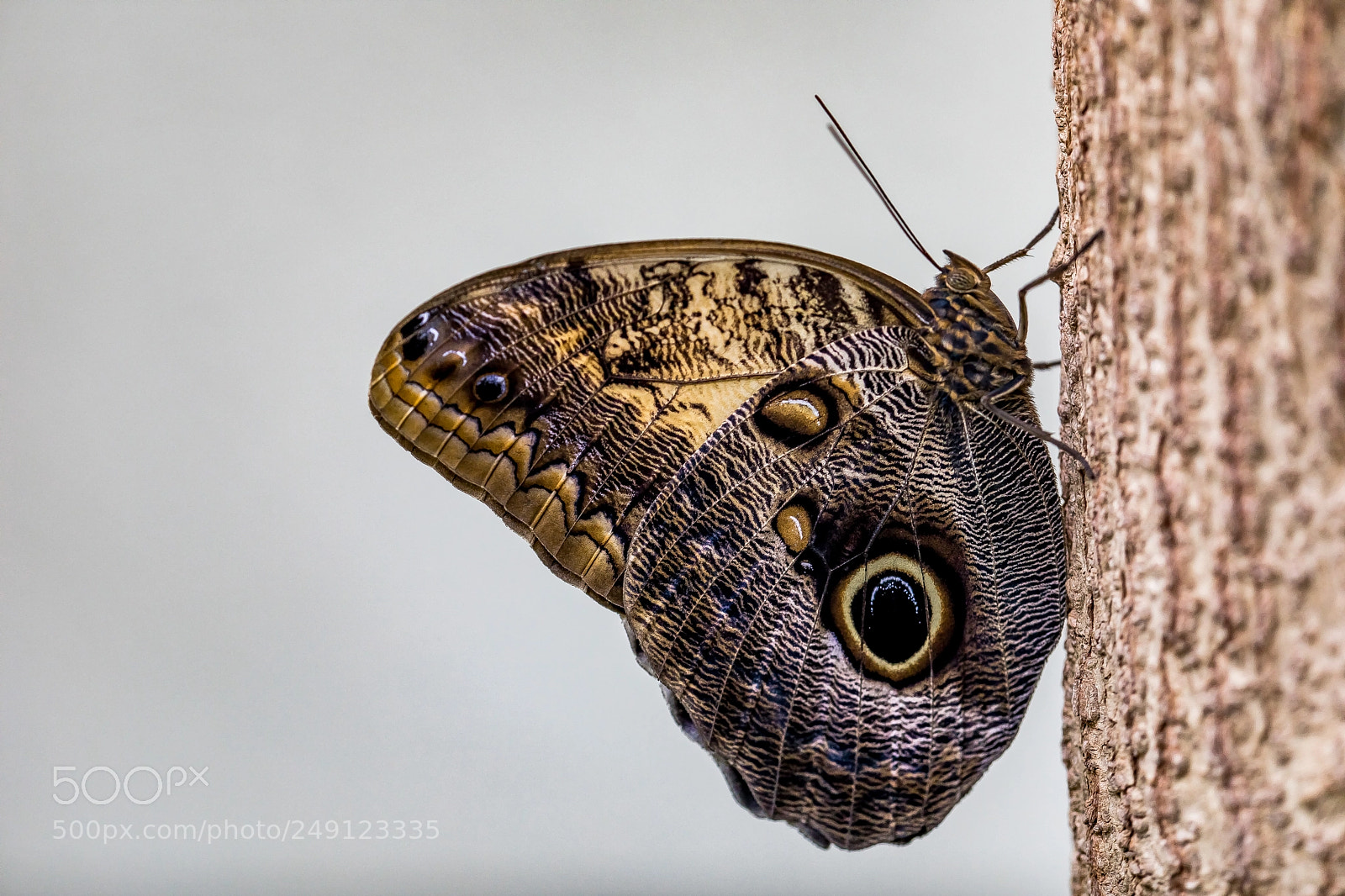 Canon EOS 5D Mark IV sample photo. Brown beauty photography