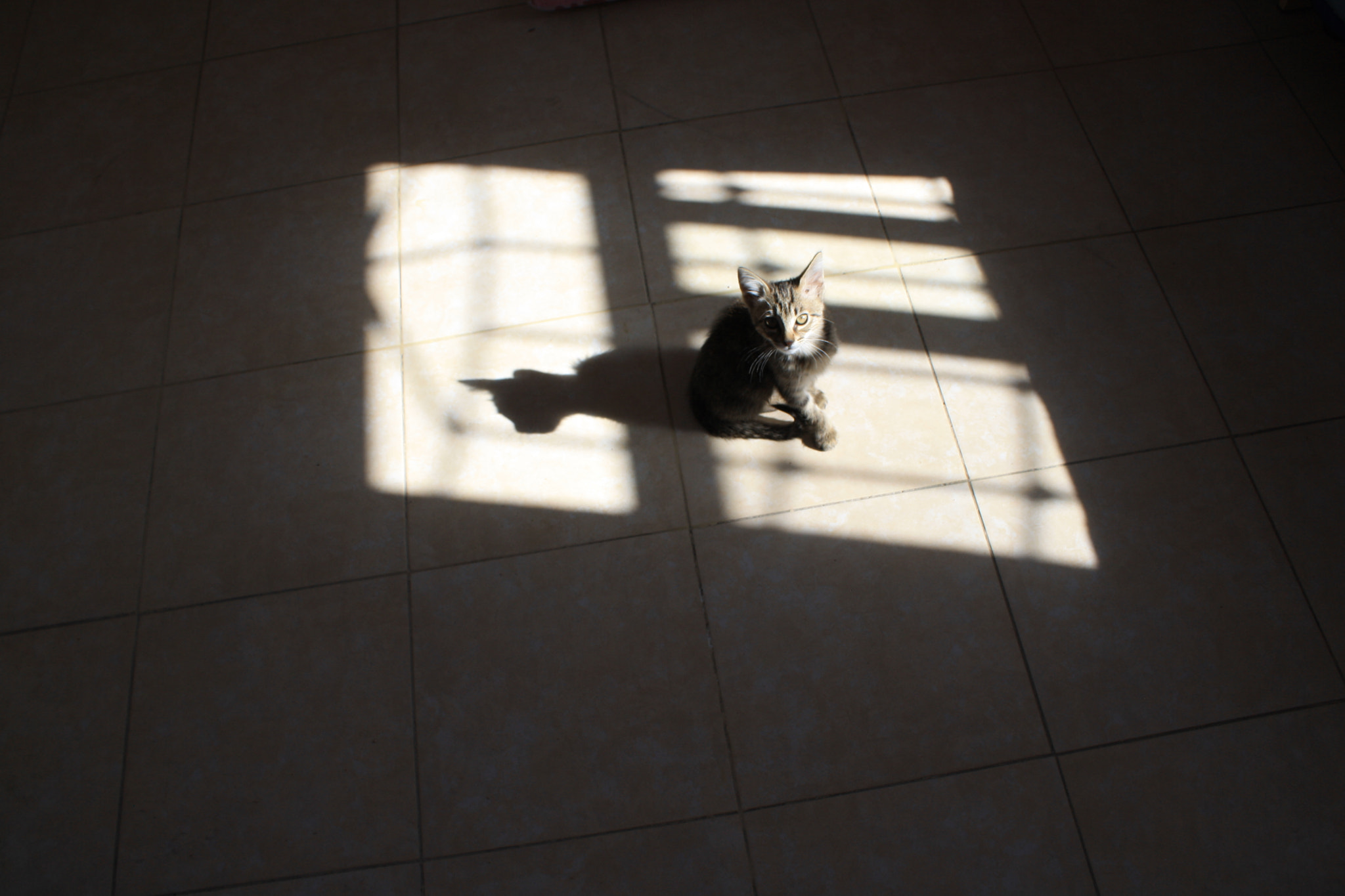 Canon EOS 1000D (EOS Digital Rebel XS / EOS Kiss F) sample photo. Señor gato i photography