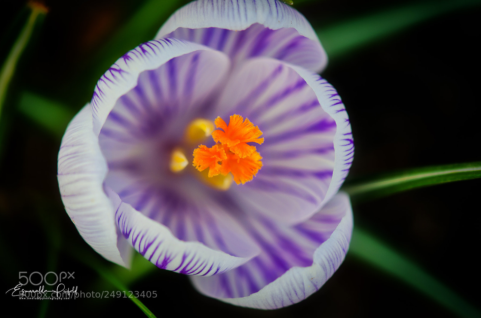 Nikon D7000 sample photo. First sign of spring! photography