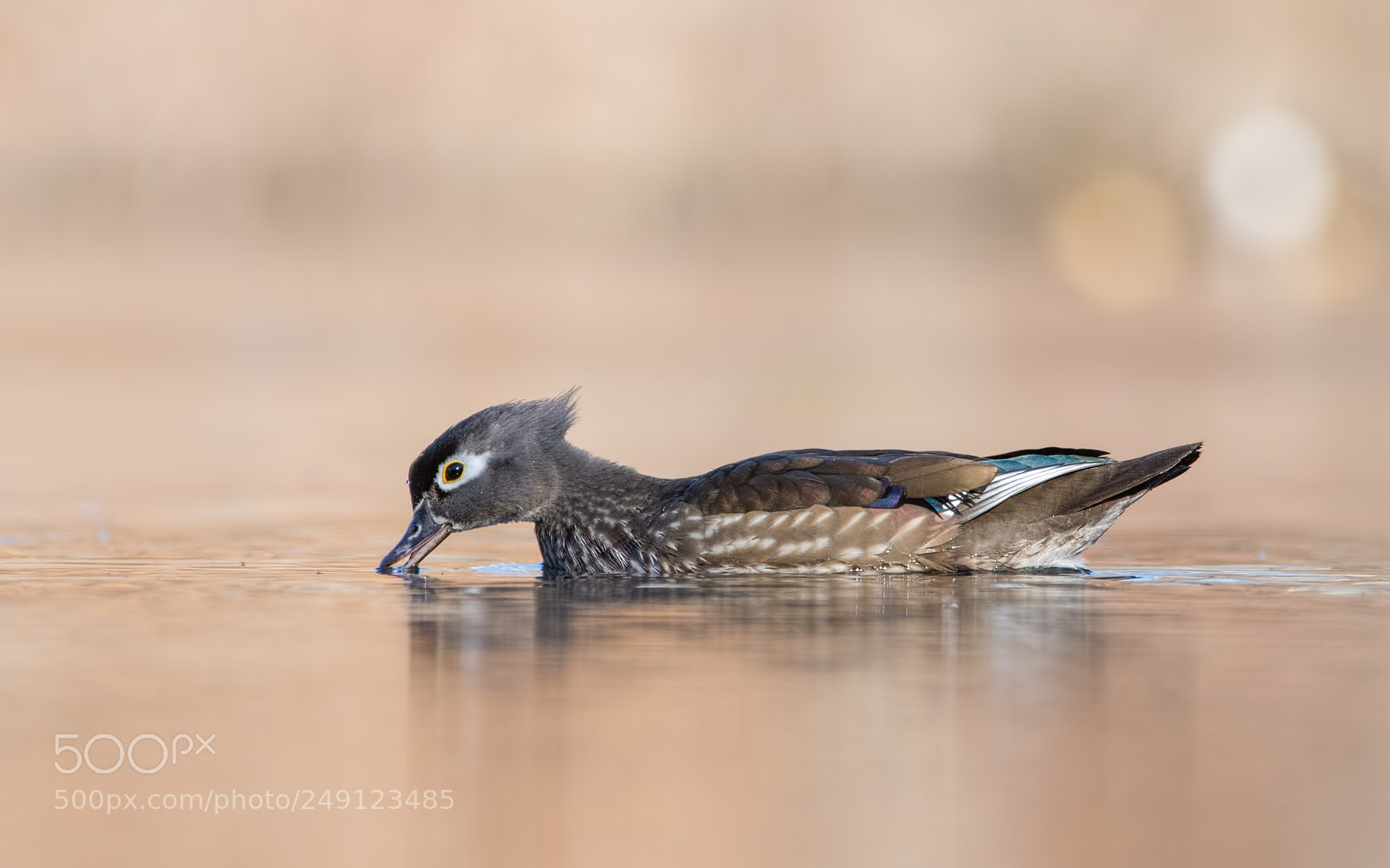 Nikon D7200 sample photo. Wood duck photography
