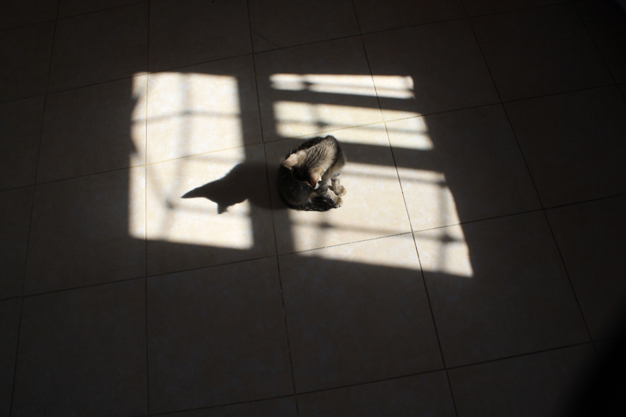Canon EOS 1000D (EOS Digital Rebel XS / EOS Kiss F) sample photo. Señor gato iii photography