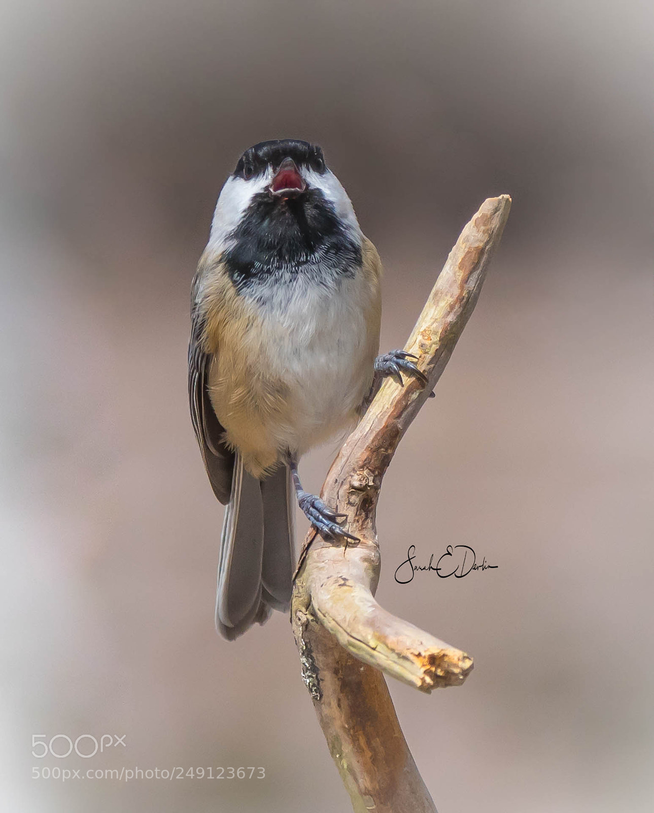 Nikon D500 sample photo. Black-capped chickadee photography
