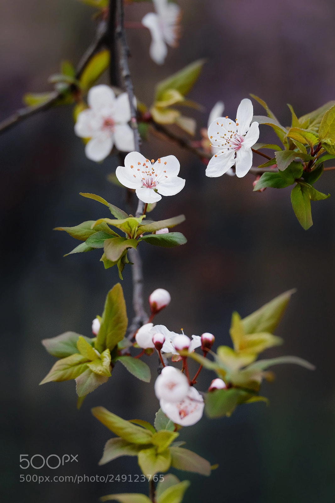 Fujifilm X-T10 sample photo. Dscf photography